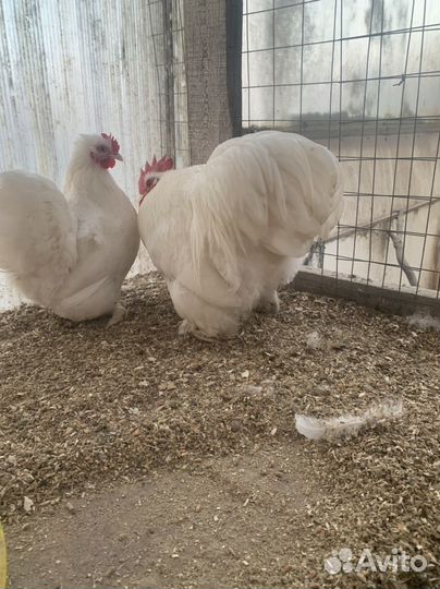 Кохинхин карликовый белый 1+2