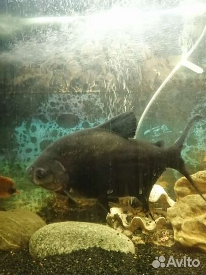 Аквариумные рыбки