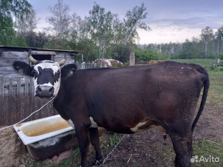 Продается дойная корова