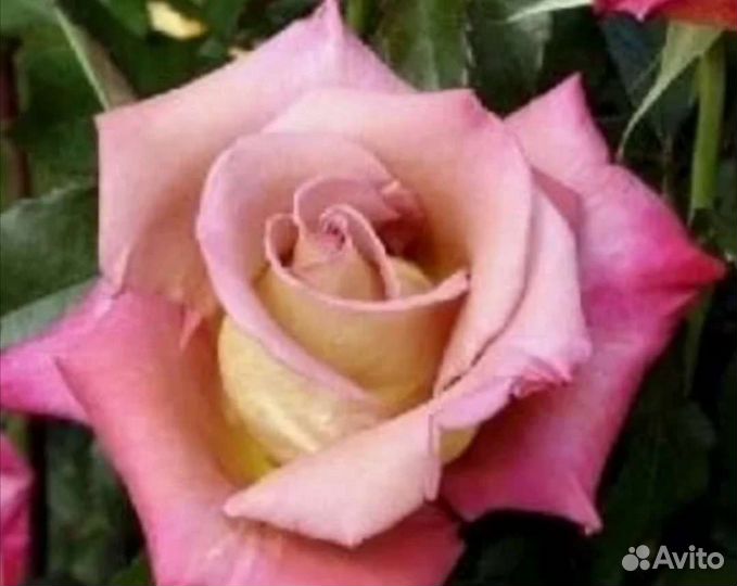 Роза саженцы новинка Мишель друкер на осень 2023г