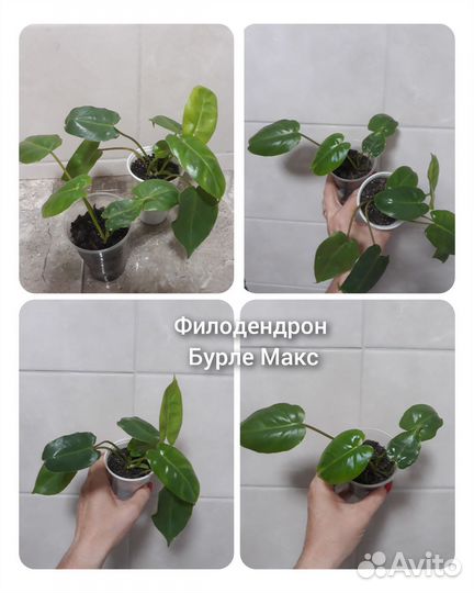 Комнатные цветы разные