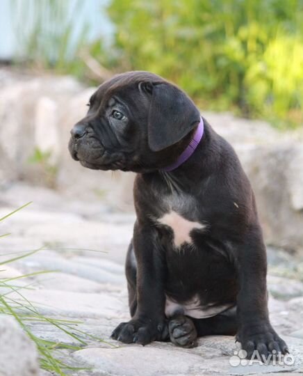 Щенки кане Корсо