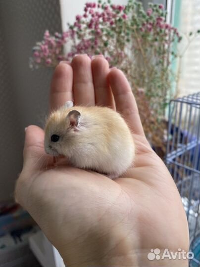 Золотой джунгарик, 3 недельки