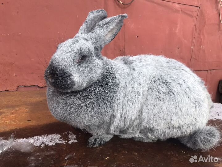 Продам кроликов