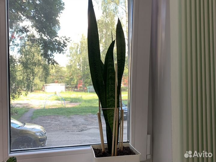 Бегония тигровая, сансевиерия