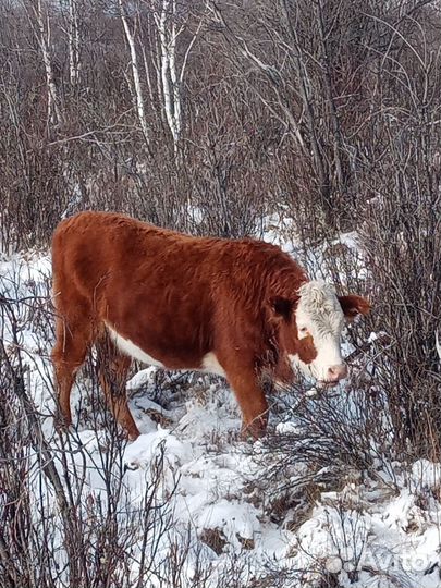 Тёлки 1.5 годовалые