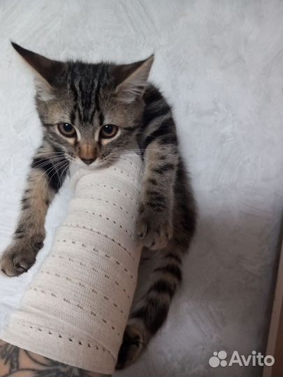 Котенок
