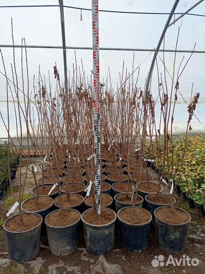 Вишня шпанка