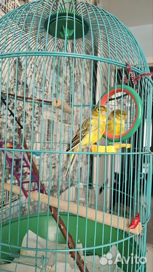 Кенар поющий