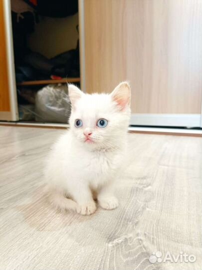 Шотландские котята
