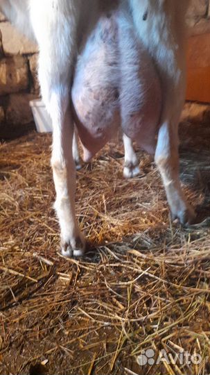 Козы 6ти 5ти литр, козлята, бурские и др