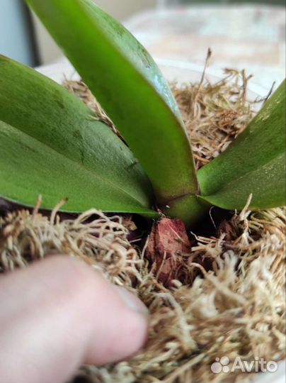 Орхидея фаленопсис биг лип