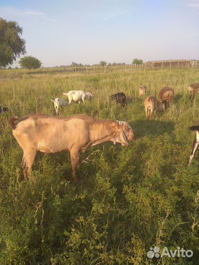 Нубийский козел