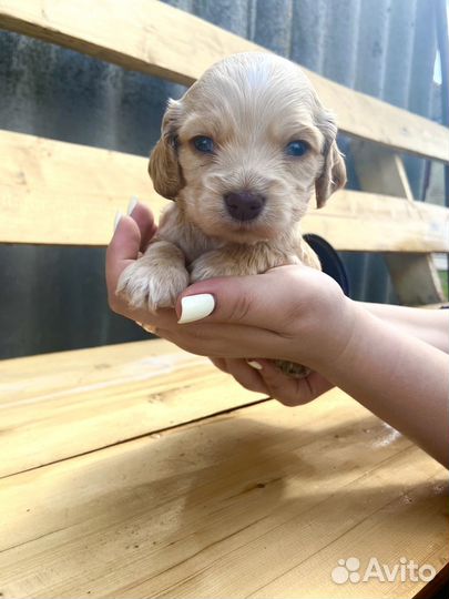 Щенки английского кокер спаниеля