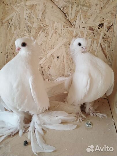 Голуби Статные