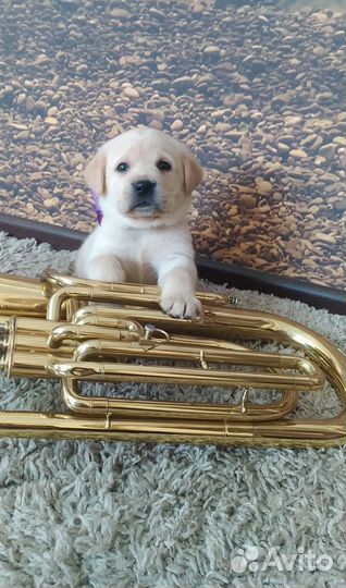 Щенки лабрадора