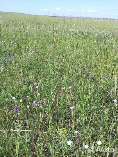 Продам сено в рулонах 2023