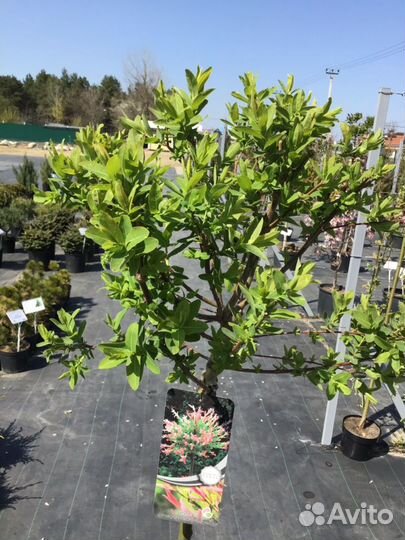 Ива цельнолистная Хакуро-Нишики Ра120