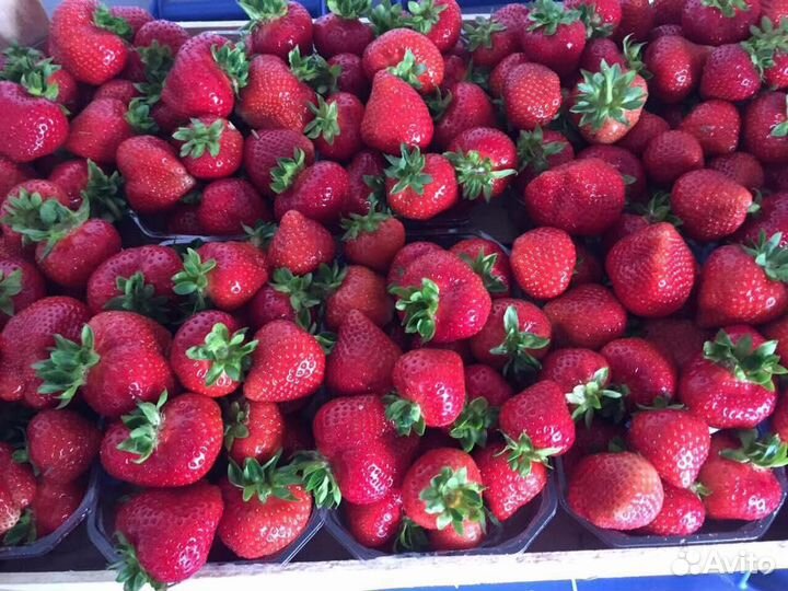 Рассада клубники Мальга