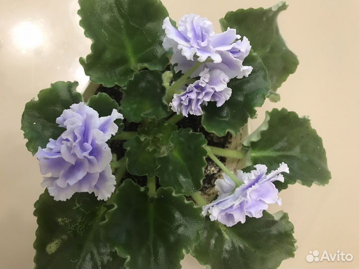 Фиалка Лилон Лила