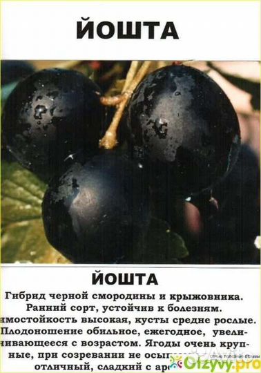 Малина клубника йошта