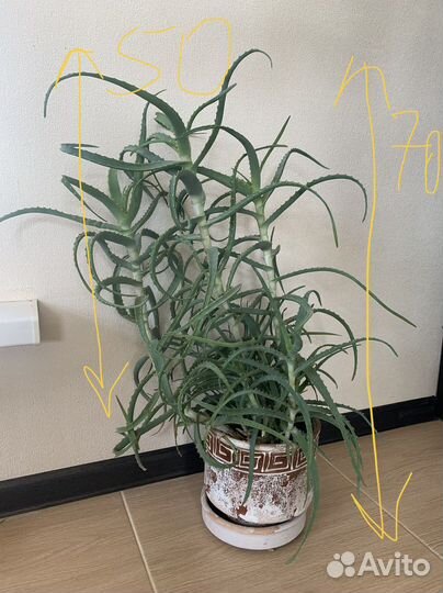 Домашние цветы