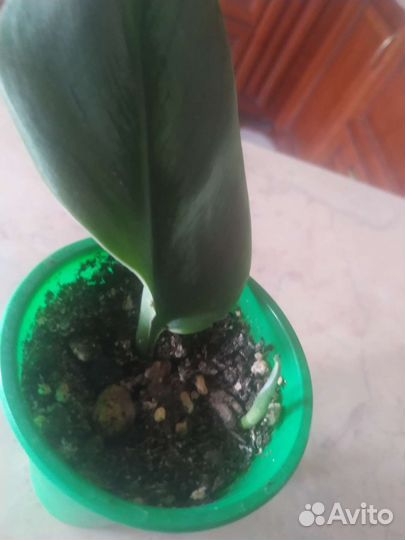 Сциндапсус, эпипремнум,синг