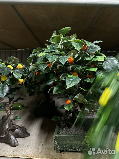 Дерево бонсай