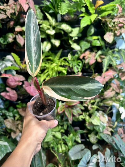 Строманта триколор