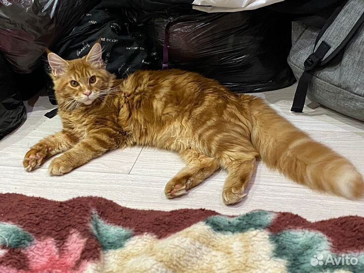 Вязка кошек