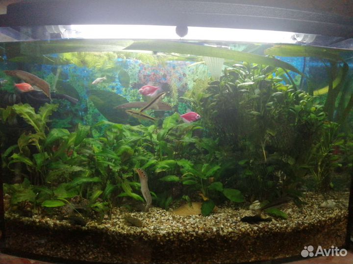Аквариум