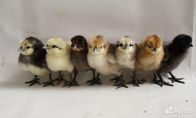 Цыплята ухейилюй, лакеданзи, амеруакана