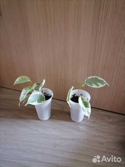 Сортовые фикусы