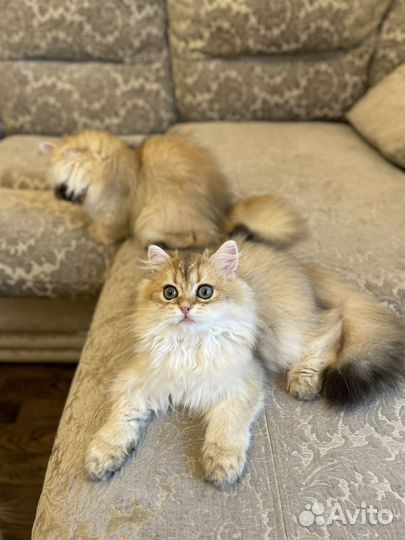 Котята британская золотая шиншилла