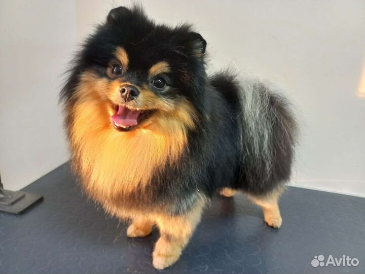 Груминг собак и кошек