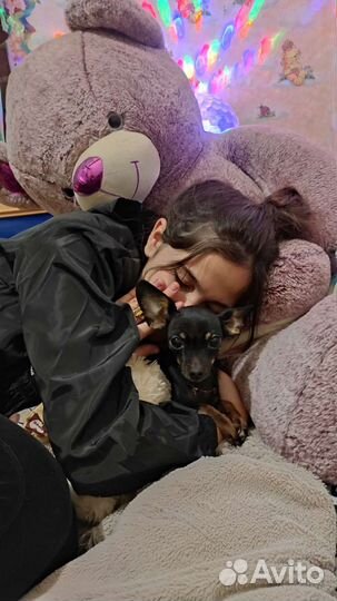 Мини той-терьер