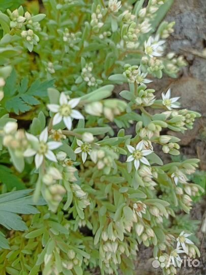 Многолетники