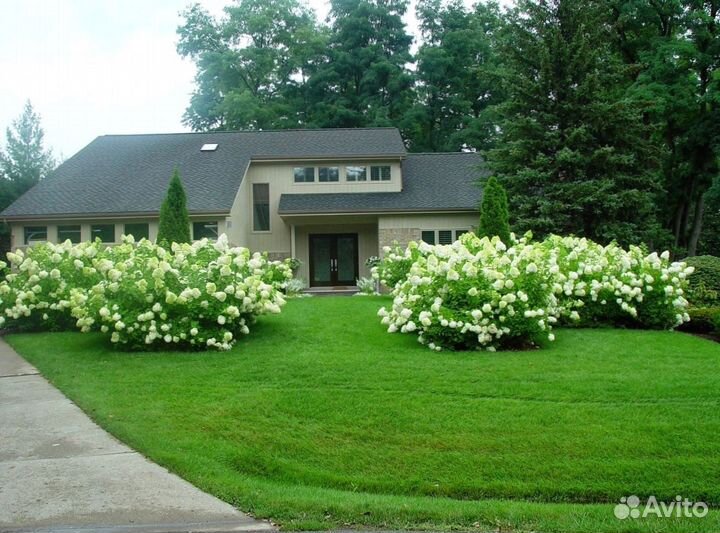 Рулонный газон с гарантией от производителя