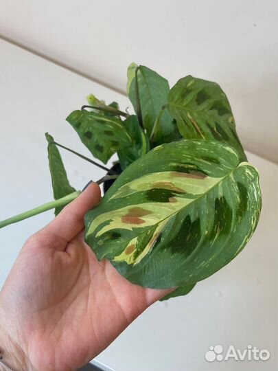 Маранты, комнатное растение