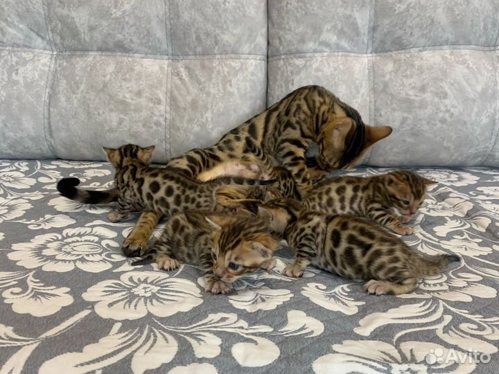 Бенгальские котята