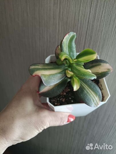 Суккуленты, сортовые крассулы