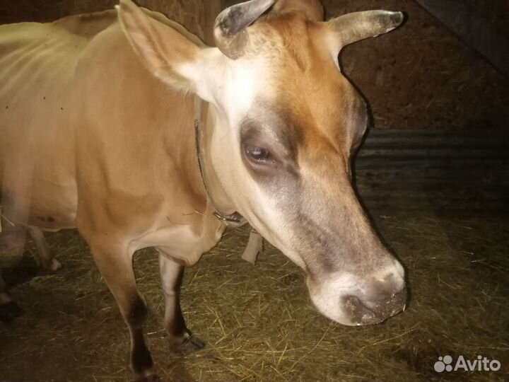 Джерсейская корова