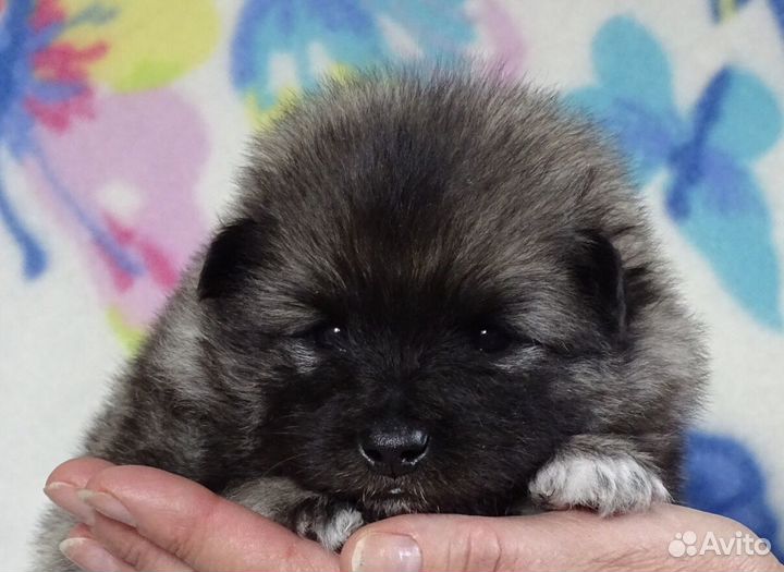 Девочка Кеесхонда (вольфшпиц). Шоу перспектива