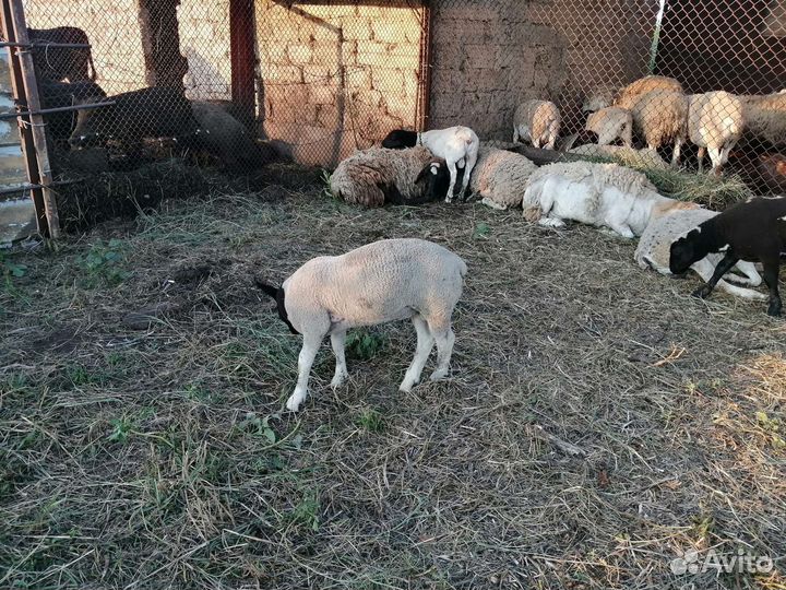 Бараны (дорперы)