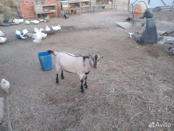 Козлик ламанча 6 мсяцев