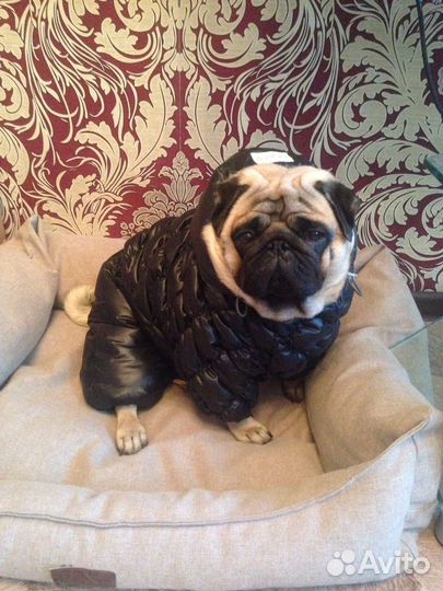 Щенки мопса