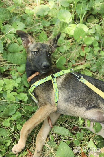 Собака в добрые руки отдам бесплатно