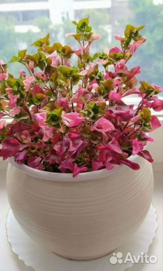 Альтернантера