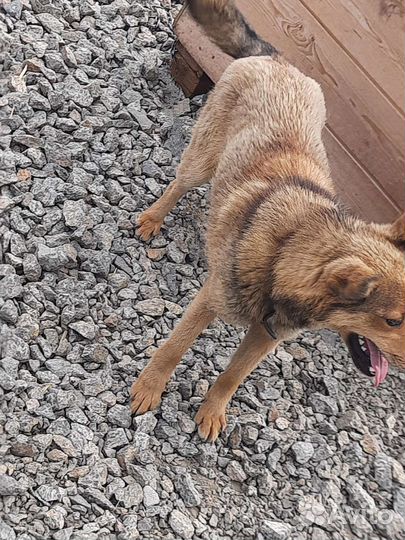 Небольшая собака в добрые руки