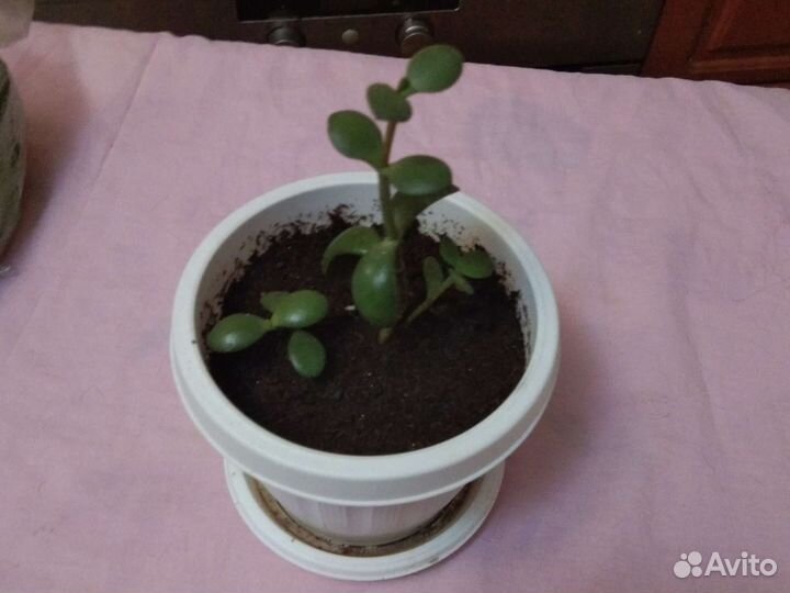 Денежное дерево